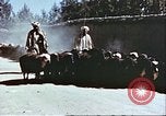 Image L'industrie ovine canadienne en Afghanistan Afghanistan, 1960, de la seconde 16 séquences d'archives historiques vidéo 65675066739