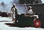 Image L'industrie ovine canadienne en Afghanistan Afghanistan, 1960, de la seconde 19 séquences d'archives historiques vidéo 65675066739