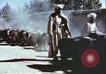 Image L'industrie ovine canadienne en Afghanistan Afghanistan, 1960, de la seconde 21 séquences d'archives historiques vidéo 65675066739