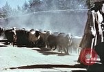 Image L'industrie ovine canadienne en Afghanistan Afghanistan, 1960, de la seconde 23 séquences d'archives historiques vidéo 65675066739