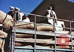 Image L'industrie ovine canadienne en Afghanistan Afghanistan, 1960, de la seconde 27 séquences d'archives historiques vidéo 65675066739