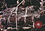 Image L'industrie ovine canadienne en Afghanistan Afghanistan, 1960, de la seconde 34 séquences d'archives historiques vidéo 65675066739