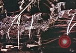Image L'industrie ovine canadienne en Afghanistan Afghanistan, 1960, de la seconde 35 séquences d'archives historiques vidéo 65675066739