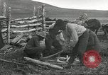 Standbild Rinder Branding United States USA, 1918, aus Sekunde 12 historischem Filmmaterial Videoclip 65675066753