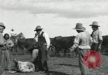 Standbild Rinder Branding United States USA, 1918, aus Sekunde 36 historischem Filmmaterial Videoclip 65675066753