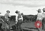 Standbild Rinder Branding United States USA, 1918, aus Sekunde 38 historischem Filmmaterial Videoclip 65675066753