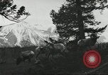 Standbild Rinder Branding United States USA, 1918, aus Sekunde 57 historischem Filmmaterial Videoclip 65675066753