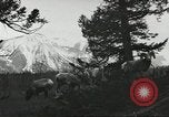 Standbild Rinder Branding United States USA, 1918, aus Sekunde 58 historischem Filmmaterial Videoclip 65675066753