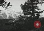 Standbild Rinder Branding United States USA, 1918, aus Sekunde 61 historischem Filmmaterial Videoclip 65675066753