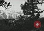 Standbild Rinder Branding United States USA, 1918, aus Sekunde 62 historischem Filmmaterial Videoclip 65675066753