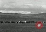 Image of cattle ranch United States USA, 1918, second 31 stock footage video 65675066761