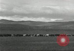 Image of cattle ranch United States USA, 1918, second 33 stock footage video 65675066761