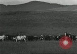 Image of cattle ranch United States USA, 1918, second 51 stock footage video 65675066761