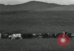 Image of cattle ranch United States USA, 1918, second 52 stock footage video 65675066761
