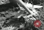Immagine di Negro ragazzi Hardeeville South Carolina USA, 1939, secondo 22 filmato di repertorio 65675066766