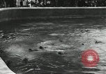 Immagine di Lo zoo comunale Cincinnati Ohio USA, 1930, secondo 38 filmato di repertorio 65675066773