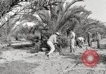 Image of date palm harvest and packaging Los Angeles California USA, 1920, second 3 stock footage video 65675066803