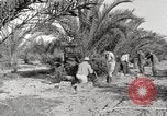 Image of date palm harvest and packaging Los Angeles California USA, 1920, second 4 stock footage video 65675066803