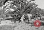 Image of date palm harvest and packaging Los Angeles California USA, 1920, second 5 stock footage video 65675066803