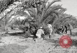 Image of date palm harvest and packaging Los Angeles California USA, 1920, second 6 stock footage video 65675066803