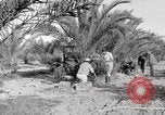 Image of date palm harvest and packaging Los Angeles California USA, 1920, second 7 stock footage video 65675066803