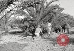 Image of date palm harvest and packaging Los Angeles California USA, 1920, second 8 stock footage video 65675066803