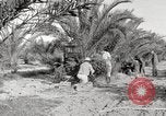 Image of date palm harvest and packaging Los Angeles California USA, 1920, second 9 stock footage video 65675066803