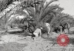 Image of date palm harvest and packaging Los Angeles California USA, 1920, second 10 stock footage video 65675066803