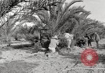 Image of date palm harvest and packaging Los Angeles California USA, 1920, second 11 stock footage video 65675066803