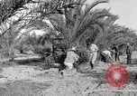 Image of date palm harvest and packaging Los Angeles California USA, 1920, second 12 stock footage video 65675066803