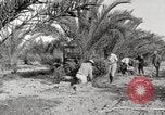 Image of date palm harvest and packaging Los Angeles California USA, 1920, second 13 stock footage video 65675066803