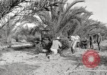 Image of date palm harvest and packaging Los Angeles California USA, 1920, second 14 stock footage video 65675066803
