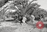 Image of date palm harvest and packaging Los Angeles California USA, 1920, second 15 stock footage video 65675066803