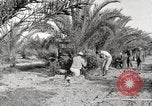 Image of date palm harvest and packaging Los Angeles California USA, 1920, second 16 stock footage video 65675066803