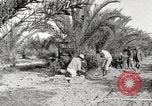Image of date palm harvest and packaging Los Angeles California USA, 1920, second 17 stock footage video 65675066803