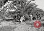 Image of date palm harvest and packaging Los Angeles California USA, 1920, second 18 stock footage video 65675066803