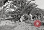 Image of date palm harvest and packaging Los Angeles California USA, 1920, second 19 stock footage video 65675066803