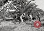 Image of date palm harvest and packaging Los Angeles California USA, 1920, second 20 stock footage video 65675066803