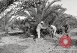 Image of date palm harvest and packaging Los Angeles California USA, 1920, second 21 stock footage video 65675066803
