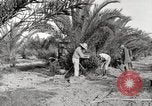 Image of date palm harvest and packaging Los Angeles California USA, 1920, second 22 stock footage video 65675066803