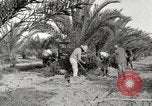 Image of date palm harvest and packaging Los Angeles California USA, 1920, second 23 stock footage video 65675066803