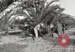 Image of date palm harvest and packaging Los Angeles California USA, 1920, second 24 stock footage video 65675066803