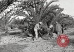 Image of date palm harvest and packaging Los Angeles California USA, 1920, second 25 stock footage video 65675066803