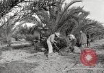 Image of date palm harvest and packaging Los Angeles California USA, 1920, second 26 stock footage video 65675066803