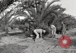 Image of date palm harvest and packaging Los Angeles California USA, 1920, second 27 stock footage video 65675066803