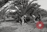 Image of date palm harvest and packaging Los Angeles California USA, 1920, second 28 stock footage video 65675066803