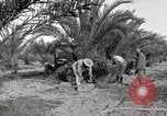 Image of date palm harvest and packaging Los Angeles California USA, 1920, second 29 stock footage video 65675066803