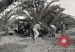 Image of date palm harvest and packaging Los Angeles California USA, 1920, second 30 stock footage video 65675066803