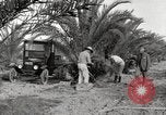 Image of date palm harvest and packaging Los Angeles California USA, 1920, second 31 stock footage video 65675066803