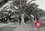 Image of date palm harvest and packaging Los Angeles California USA, 1920, second 32 stock footage video 65675066803
